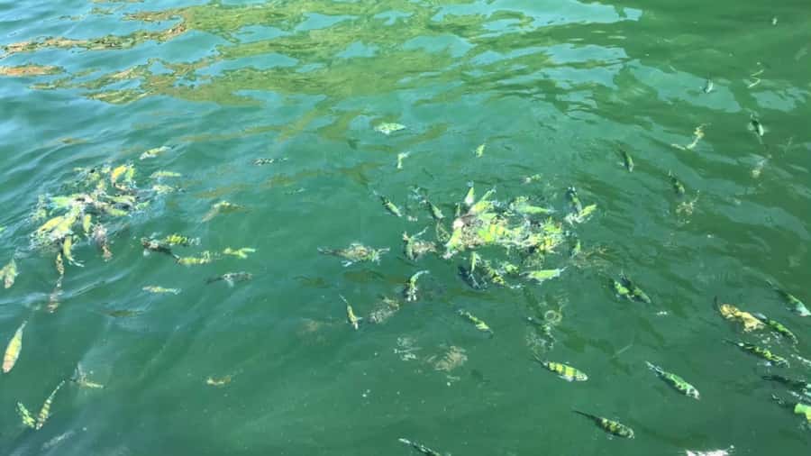 Krabi: Private Long Tail Boat to the 4 Islands - Transfers and practical details