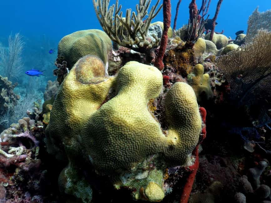 La Romana: Catalina Island for Mein Schiff Cruise Passengers - The Aquarium: a gentler second stop