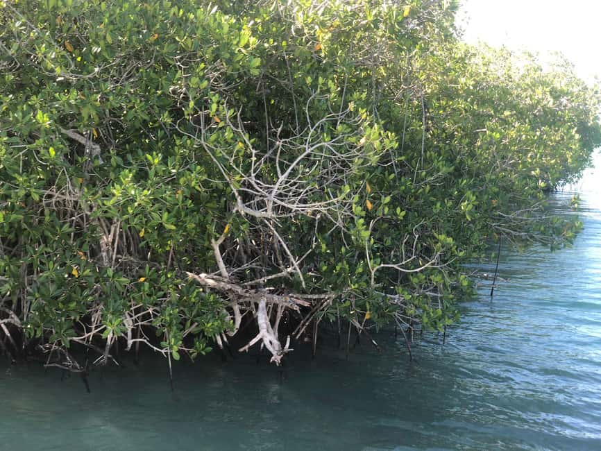 La Romana: Saona Island for Norwegian Sky Cruise Passengers - From the La Romana taxi stand to Bayahibe