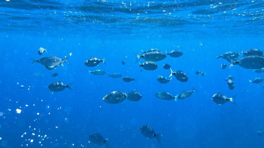 La Spezia: 3h Boat Tour Portovenere / Lerici / 3 Islands - Who will enjoy this boat tour most