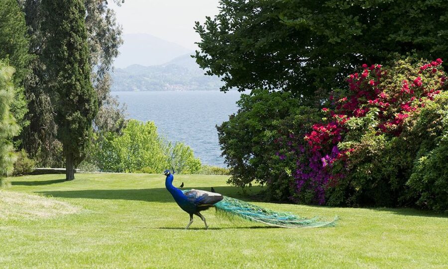 Lake Maggiore: Borromean Islands Tickets with Boat Transfer - Key points to know before you book