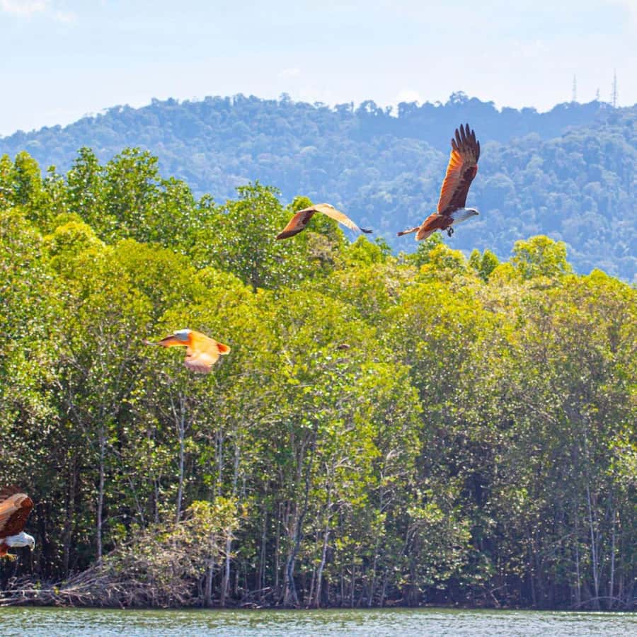 Langkawi: Boat Tour to Magic Island & Mangrove Cruise - Fish farms and life on the river