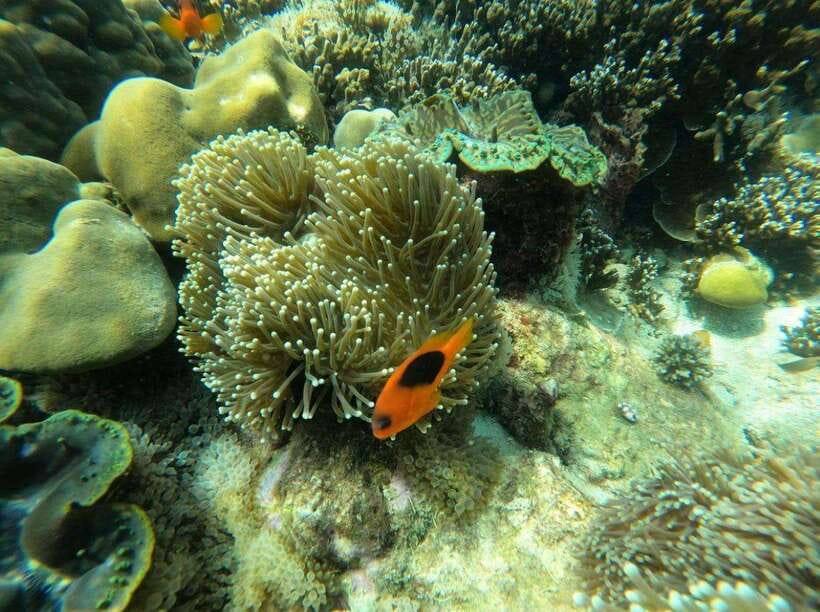 Langkawi: Dangli Island Snorkel and Swim Speedboat Tour - Should you book it?