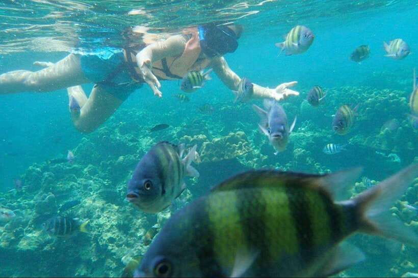 Langkawi: Dangli Island Snorkel and Swim Speedboat Tour - Dangli Island snorkeling and fish feeding