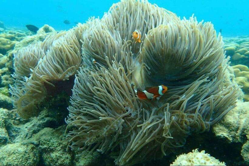 Langkawi: Dangli Island Snorkel and Swim Speedboat Tour - The speedboat ride into the Andaman Sea