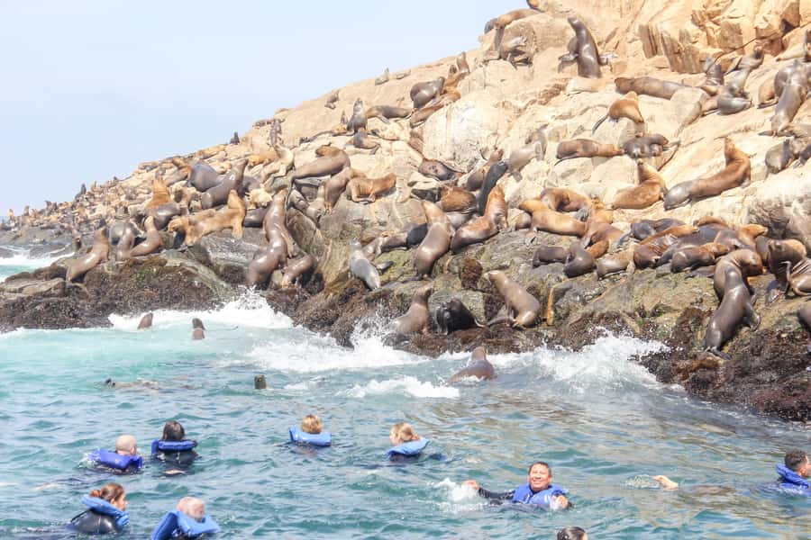 Lima: Palomino Islands Speedboat Tour & Swim with Sea Lions - Key points to know before you book