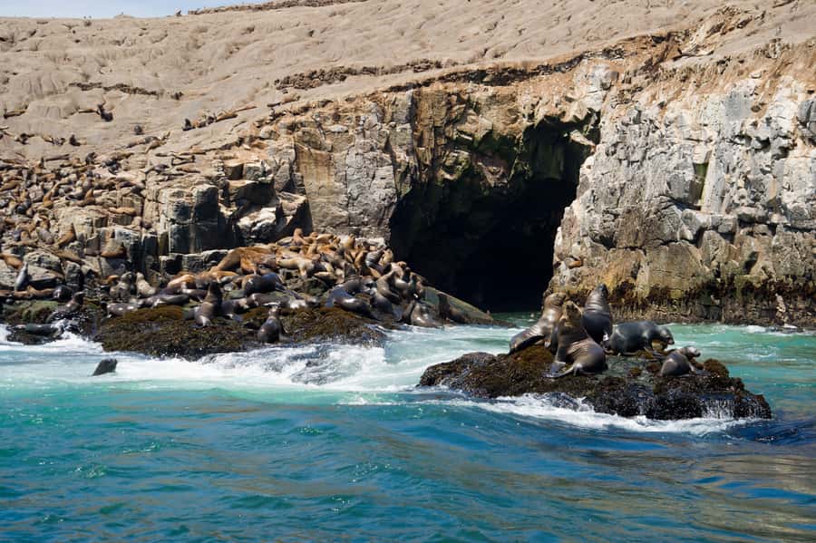 Lima: Sea Lion Swim and Wildlife Palomino Islands Cruise - Key points before you book