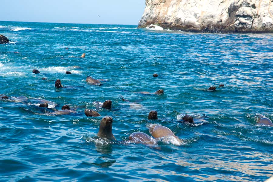 Lima: Sea Lion Swim and Wildlife Palomino Islands Cruise - Why the sea lion swim is worth your time