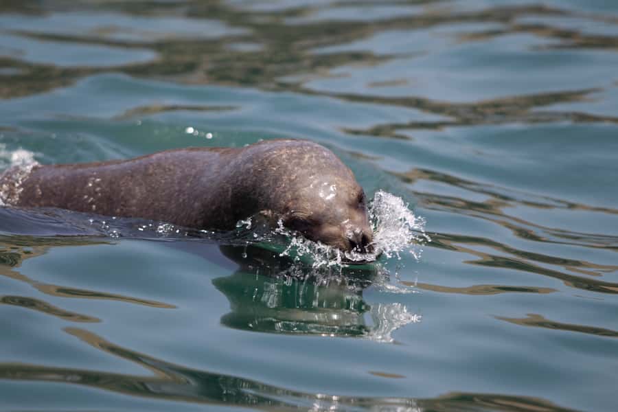 Lima: Sea Lion Swim and Wildlife Palomino Islands Cruise - San Lorenzo Island and its marine reserve