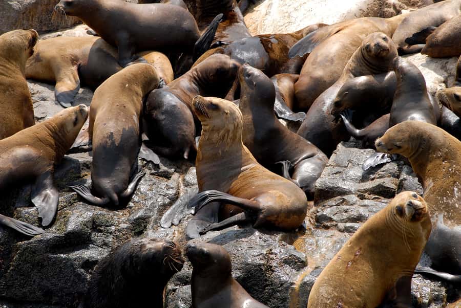 Lima: Sea Lion Swim and Wildlife Palomino Islands Cruise - Price, extra fees, and overall value