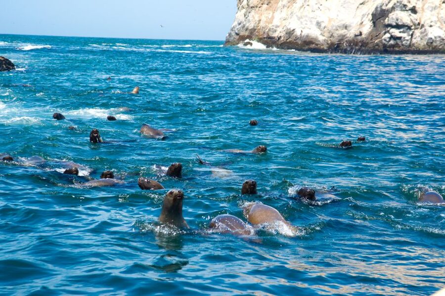 Lima: Sea Lion Swim and Wildlife Palomino Islands Cruise - Practical packing advice for the Pacific