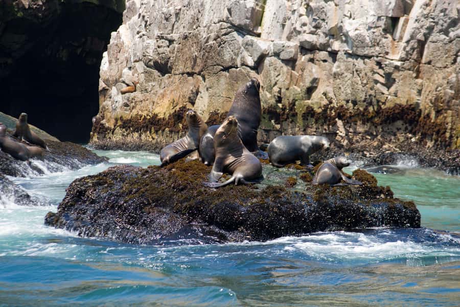 Lima: Sea Lion Swim and Wildlife Palomino Islands Cruise - Should you book the Palomino Islands cruise?