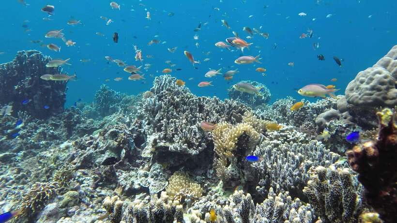 Mactan Island Hopping Gilutungan, Caohagan, Nalusuan + Lunch - Nalusuan Island: the second chance to swim