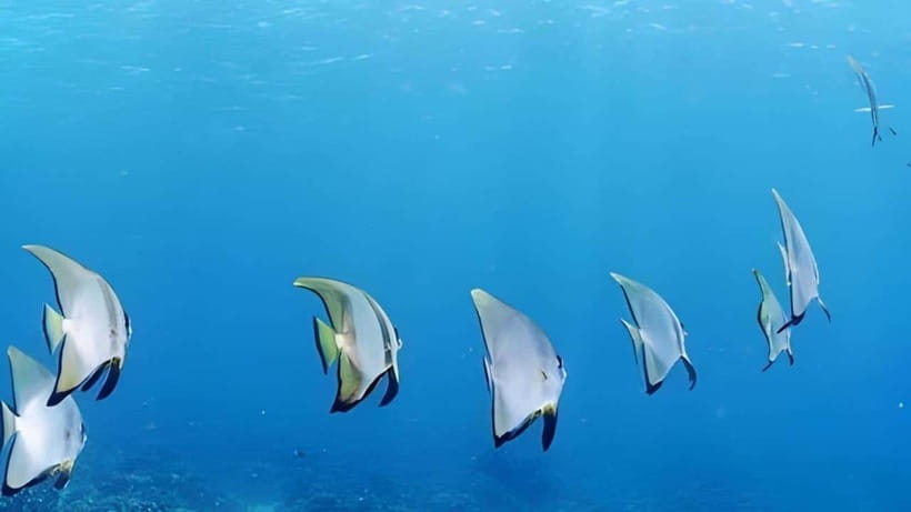 Mactan Island Hopping Gilutungan, Caohagan, Nalusuan + Lunch - Gilutungan Island: make the first snorkel count