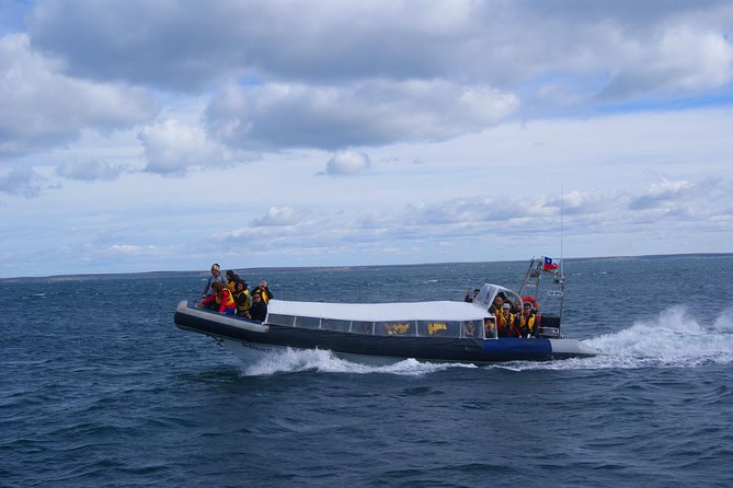 Magdalena Island Penguin Tour by Boat from Punta Arenas - One hour among Magellanic penguins