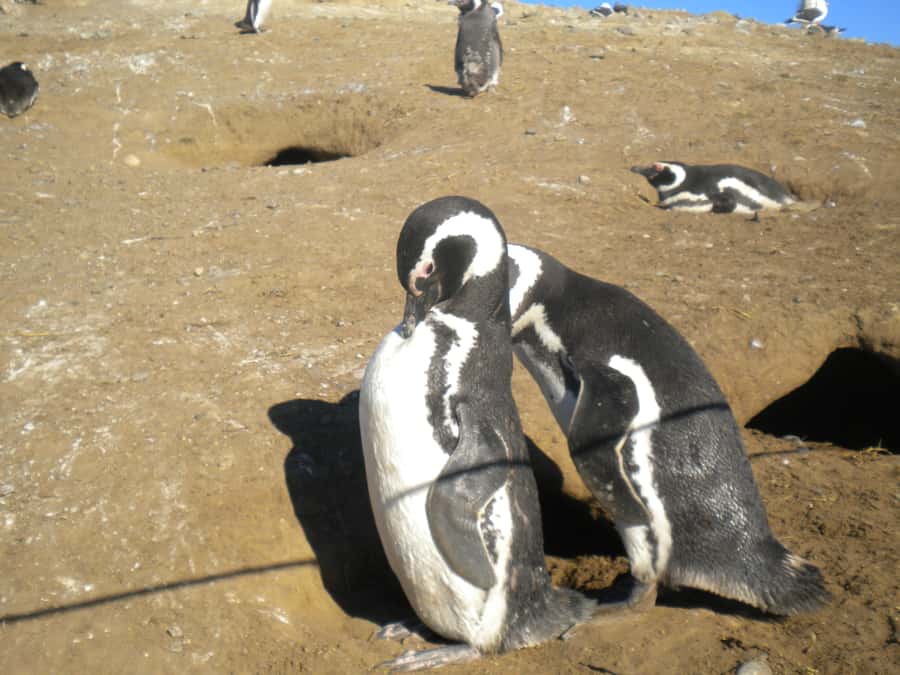 Magdalena Island Penguin Tour by Boat from Punta Arenas - The lighthouse and island interpretation center