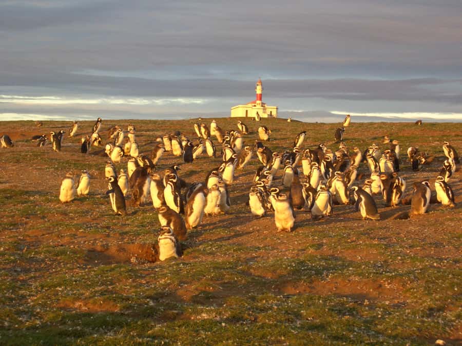 Magdalena Island Penguin Tour by Boat from Punta Arenas - Who will enjoy this excursion most