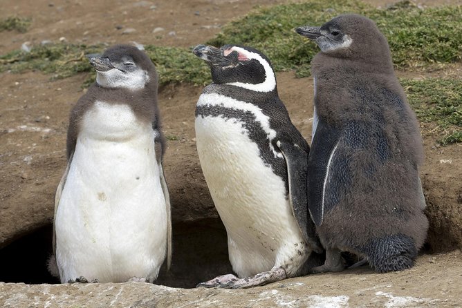 Magdalena Island Penguin Tour by Boat from Punta Arenas - The 45-minute catamaran crossing