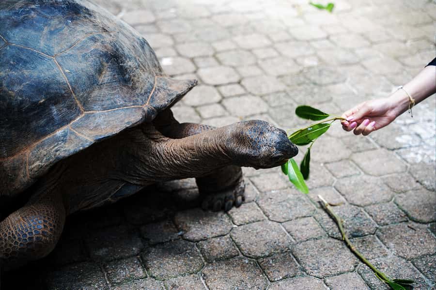 Mahé: Saint-Anne Marine Park and Moyenne Island Cruise - Moyenne Island’s tortoises and short forest walk