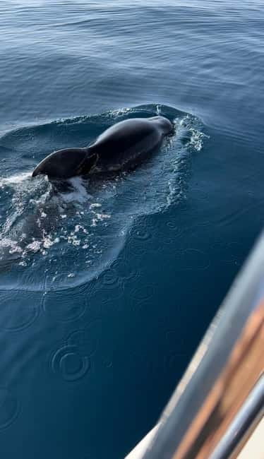 Makarska: Half-Day Boat Tour to Hvar Island - Swimming into the Little Blue Cave