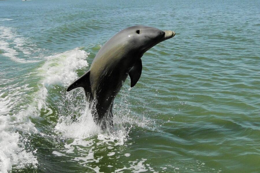 Marco Island: 10,000 Islands Shelling Boat Tour - What the $99 price buys you