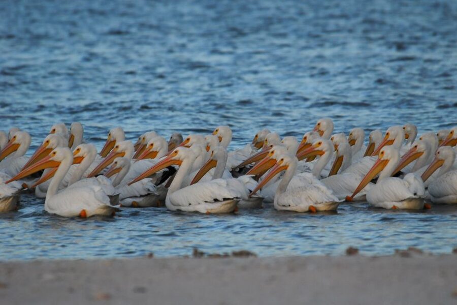 Marco Island: 10,000 Islands Shelling Boat Tour - When to go and what to bring