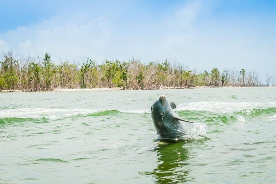 Marco Island: Dolphin-Watching Boat Tour - Watching dolphins in the wild