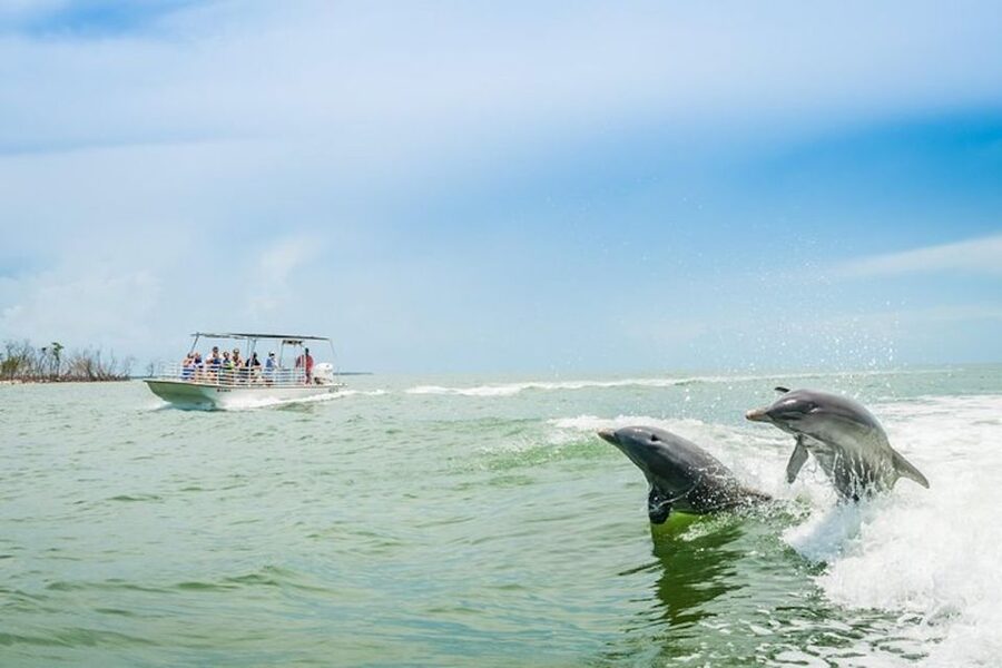 Marco Island: Dolphin-Watching Boat Tour - Mangroves, birds, and the quieter parts of the trip