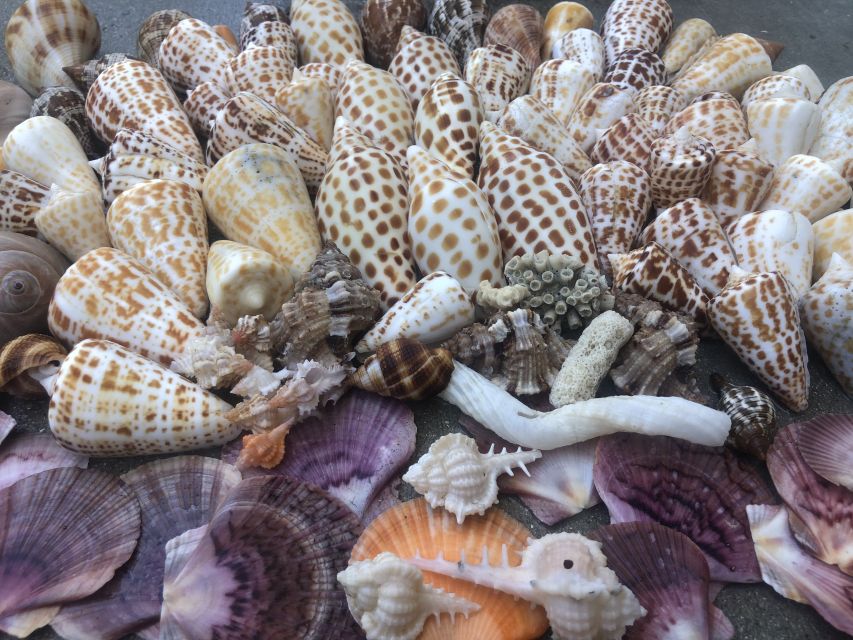 Marco Island: Shelling and Sightseeing Boat Cruise - Who will enjoy this boat trip most?