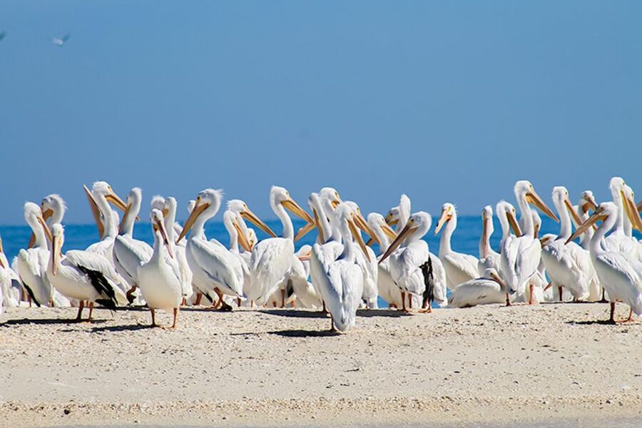 Marco Island: Shelling and Sightseeing Boat Cruise - Practical ways to make the most of it