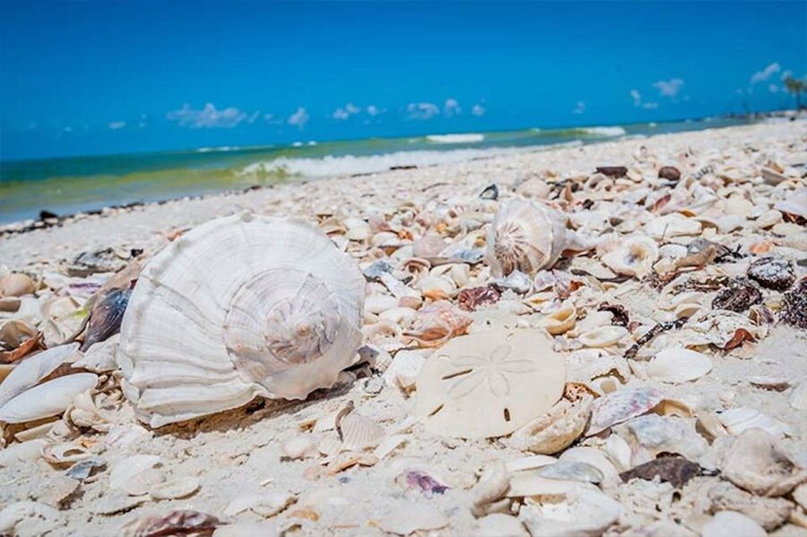 Marco Island: Shelling and Sightseeing Boat Cruise - The private beach and the shell search