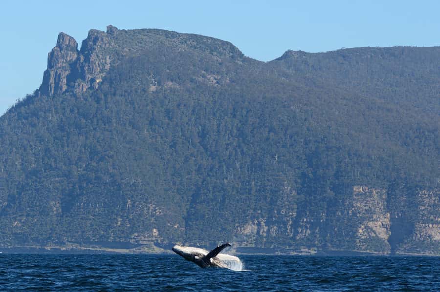 Maria Island 3 hours and 30 mins Scenic Cruise - Leaving Triabunna for Maria Island