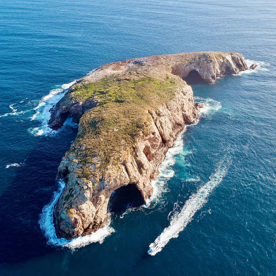Maria Island 3 hours and 30 mins Scenic Cruise - What $138 per person gets you