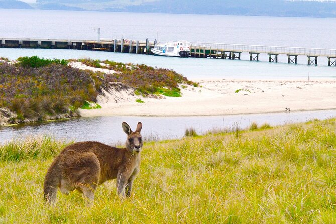 Maria Island Cruise and Guided Walk Day Tour with Lunch and Drinks - Price and what you receive for $211.59
