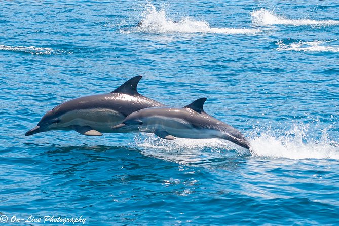 Maria Island Cruise and Guided Walk Day Tour with Lunch and Drinks - Coastal cruising around Maria Island