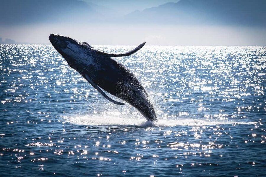 Marietas Islands Boat Tour: Snorkel, Kayak, Playa Nopalera - What the Photography Service Adds