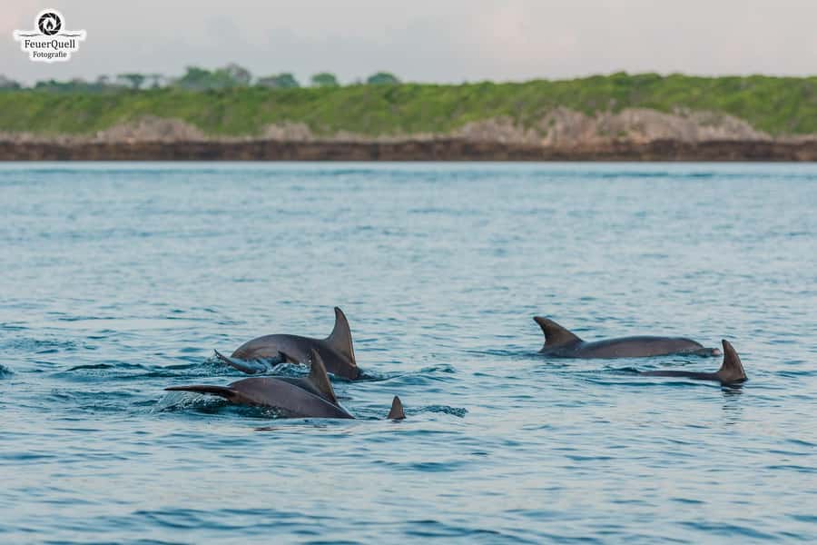 Matemwe: Mnemba Island Dolphin & Snorkeling Boat Trip - Searching for dolphins in open water