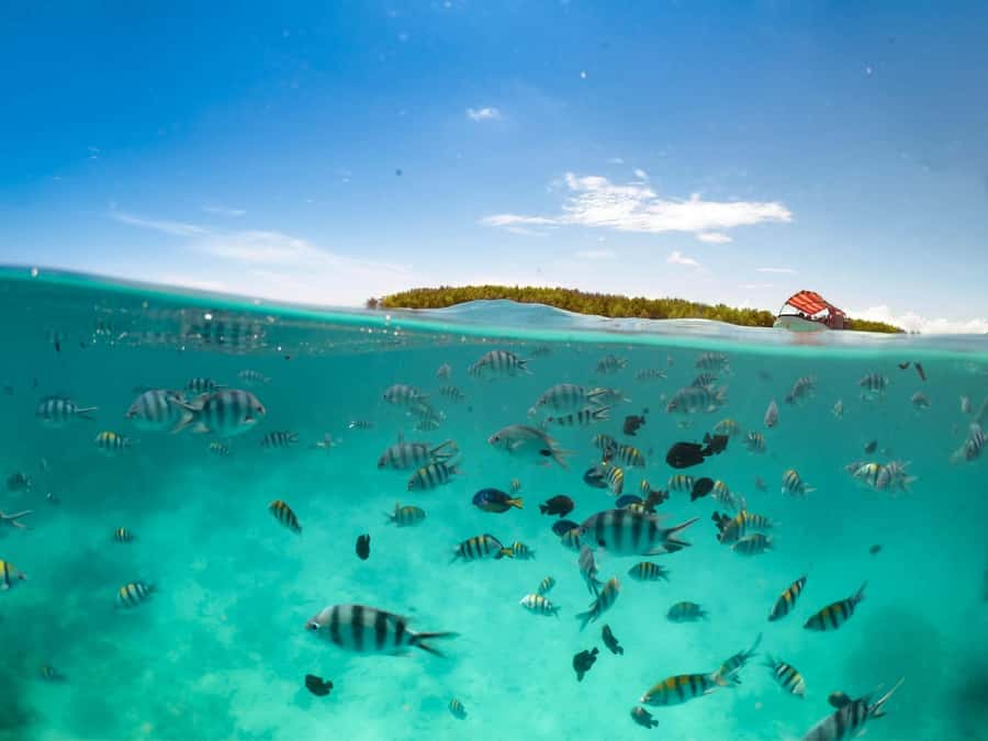 Matemwe: Mnemba Island Dolphin & Snorkeling Boat Trip - Who will enjoy this Matemwe boat trip?