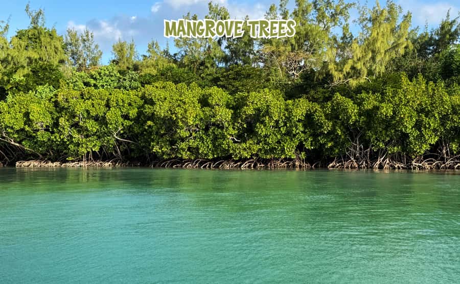 Mauritius: 5 Islands of the East Speedboat Tour with BBQ - Île aux Phare and the story of Île de la Passe