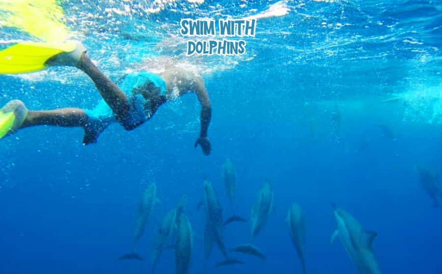 Mauritius: Benitier Island - Swim Dolphins - Speedboat & BBQ - Key points before you book