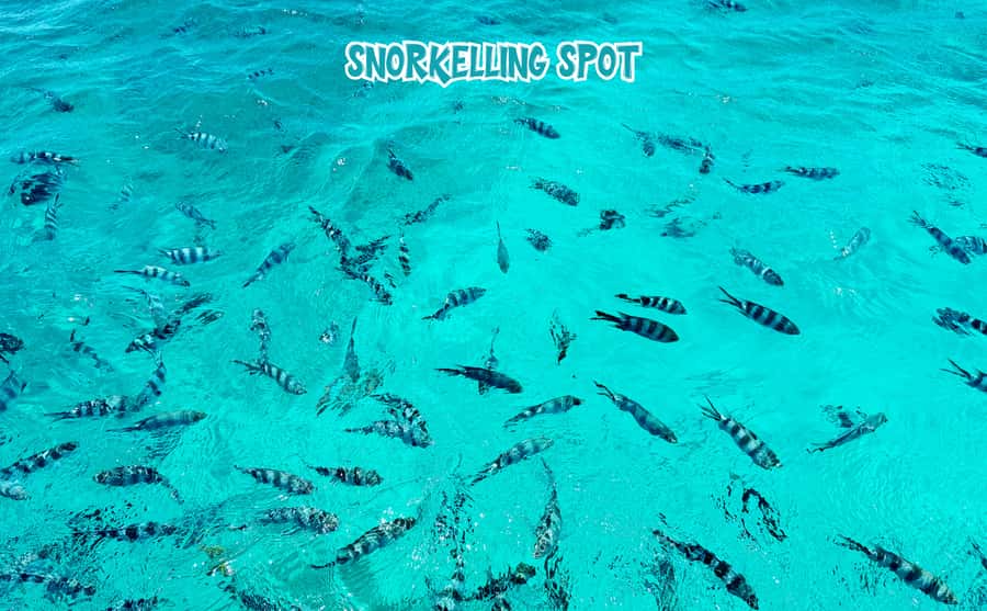 Mauritius: Benitier Island - Swim Dolphins - Speedboat & BBQ - What the BBQ lunch includes