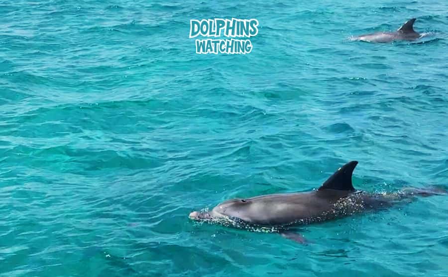 Mauritius: Benitier Island - Swim Dolphins - Speedboat & BBQ - Tamarin safety briefing and the first boat ride