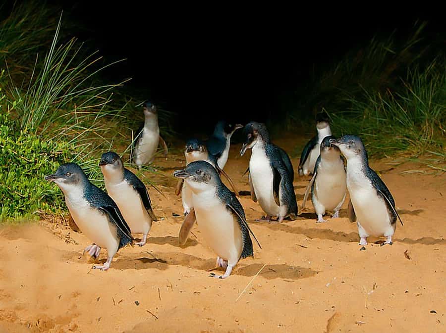 Melbourne: Phillip Island Tour w/ Hop-on Bus or Seal Cruise - Why the penguins make the long day worthwhile