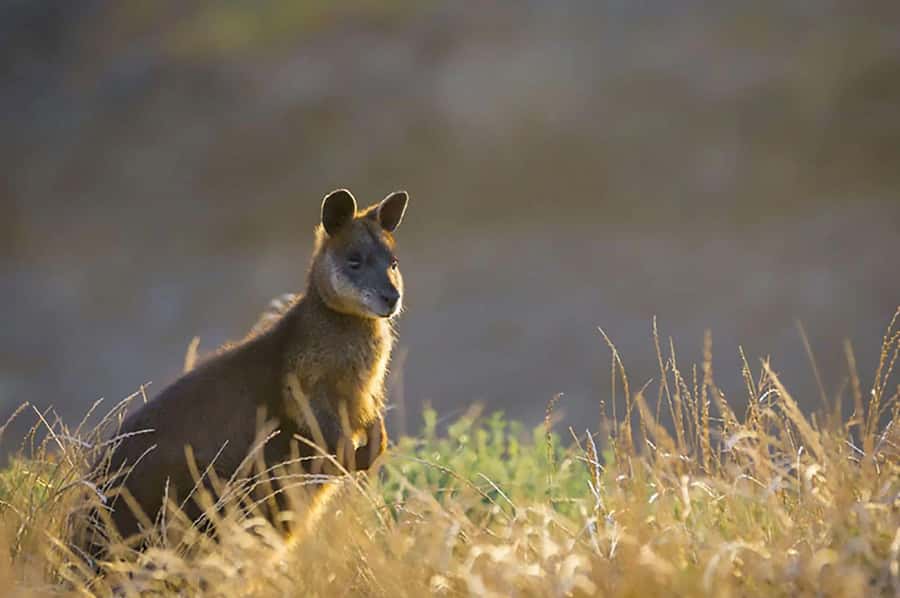 Melbourne: Phillip Island Tour w/ Hop-on Bus or Seal Cruise - Explorer stops reward selective planning