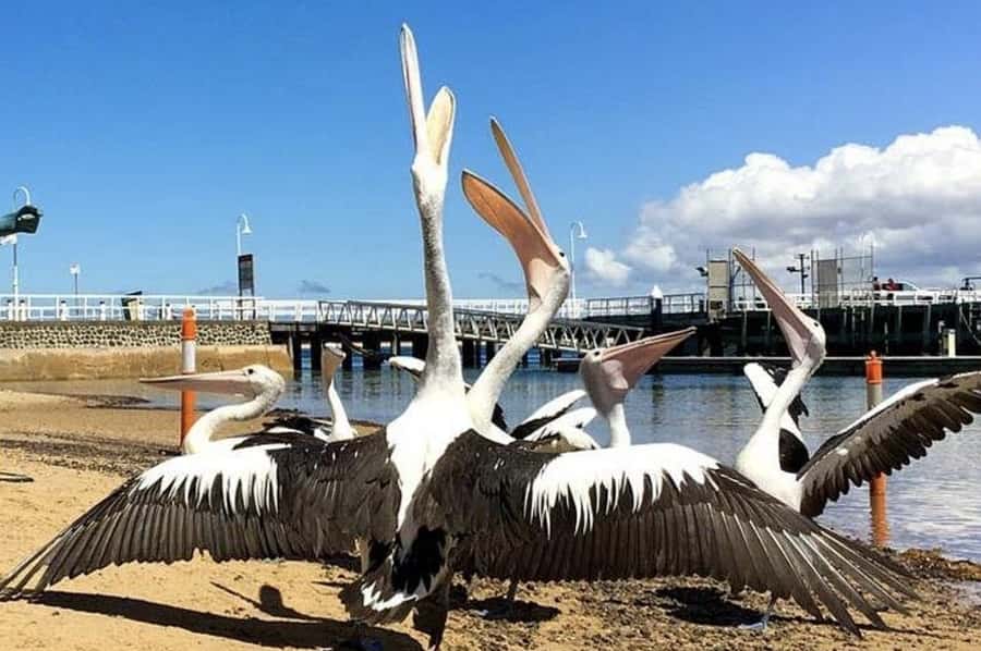 Melbourne: Phillip Island Tour w/ Hop-on Bus or Seal Cruise - What the $116 price really covers