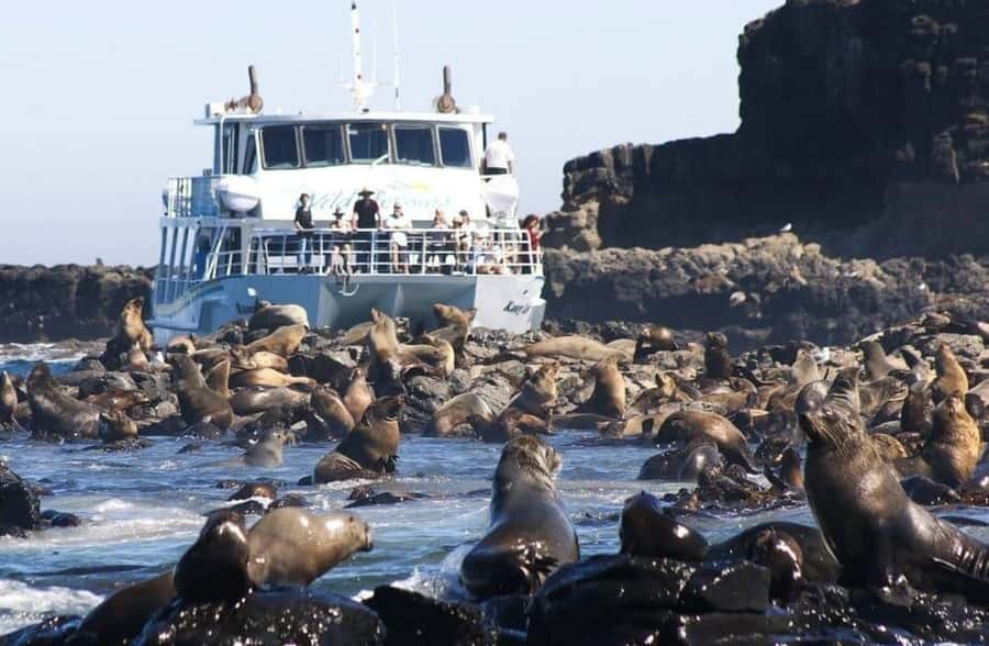 Melbourne: Phillip Island Tour w/ Hop-on Bus or Seal Cruise - Choosing between the seal cruise and Explorer bus