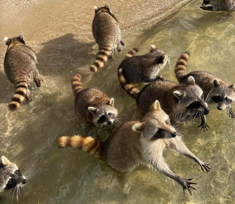 Miami: Celebrity Houses and Star Island Boat Tour - Nixon Beach Sandbar and the Longer Route