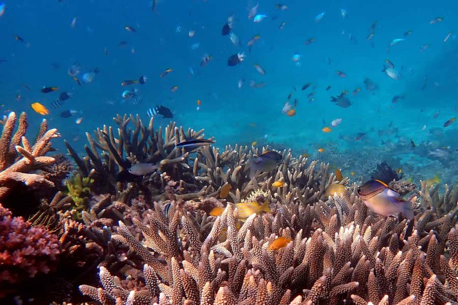 Mission Beach: Outer Great Barrier Reef & Dunk Island Tour - From Clump Point to Dunk Island