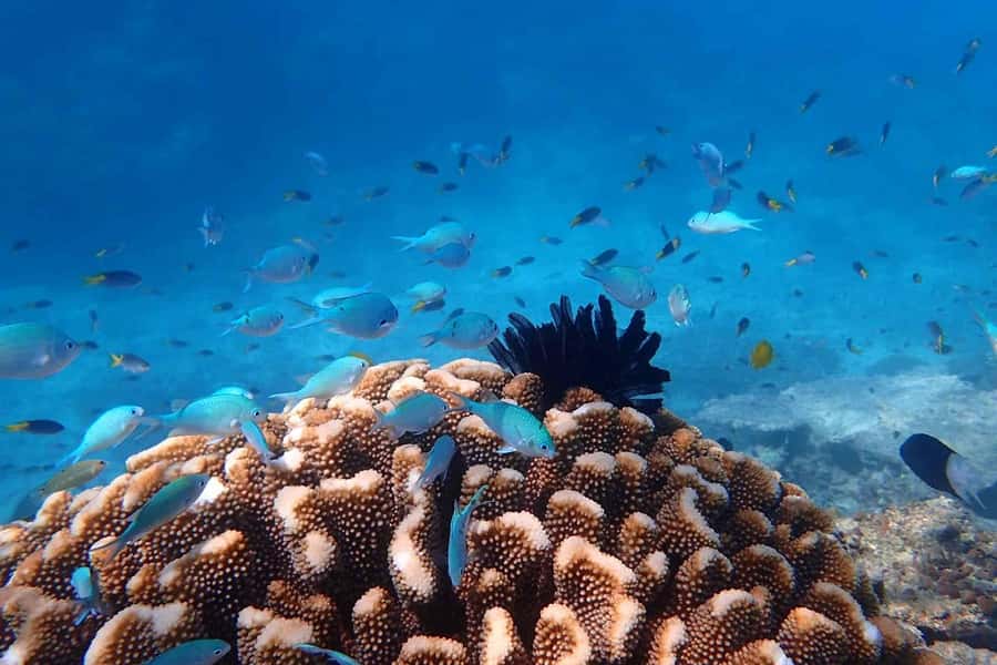 Mission Beach: Outer Great Barrier Reef & Dunk Island Tour - Lunch on the catamaran