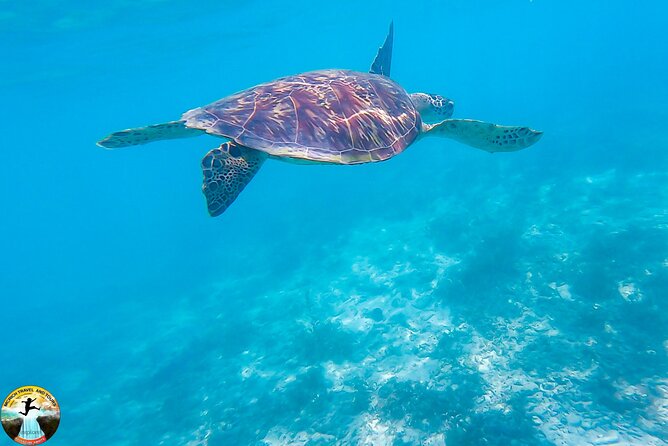 Moalboal Island Hopping (Pescador Island, Sardines and Turtles) - Why Moalboal’s sardine run is the main event